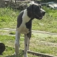 AKC Buford, a male Great Dane for sale in Cumming, GA – Photo 1 of 5