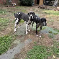 AKC Buford, a male Great Dane for sale in Cumming, GA – Photo 3 of 5