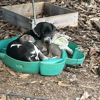 AKC Buford, a male Great Dane for sale in Cumming, GA – Photo 5 of 5