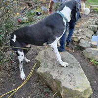 AKC Buford, a male Great Dane for sale in Cumming, GA – Photo 4 of 5