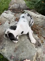 AKC Quinn sold, a female Great Dane for sale in Cumming, GA – Photo 3 of 3