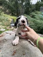 AKC Quinn sold, a female Great Dane for sale in Cumming, GA – Photo 1 of 3