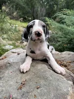 AKC Quinn sold, a female Great Dane for sale in Cumming, GA – Photo 2 of 3