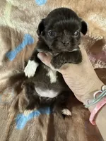 AKC Rose, a female Pekingese for sale in Cumming, GA – 3 of 3