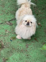 AKC Jada, a female Pekingese for sale in Cumming, GA – Photo 2 of 2
