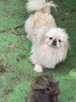 AKC Jada, a female Pekingese for sale in Cumming, GA – Photo 1 of 2