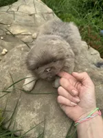 AKC April, a female Pekingese for sale in Cumming, GA – 1 of 7