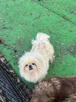 AKC Akari, a female Pekingese for sale in Cumming, GA – Photo 2 of 2