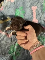 AKC Jade, a male Pekingese for sale in Cumming, GA – 2 of 3