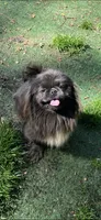 AKC April, a female Pekingese for sale in Cumming, GA – 7 of 7