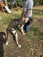 AKC Zeus, a male Great Dane for sale in Cumming, GA – 3 of 4