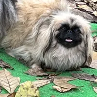 AKC Kona, a female Pekingese for sale in Cumming, GA – 1 of 1