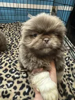 AKC Owen, a male Pekingese for sale in Cumming, GA – Photo 1 of 3