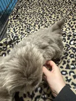 AKC Owen, a male Pekingese for sale in Cumming, GA – Photo 3 of 3