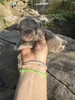 AKC Ace, a male Pekingese for sale in Cumming, GA – Photo 1 of 3