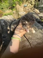 AKC Ace, a male Pekingese for sale in Cumming, GA – Photo 3 of 3