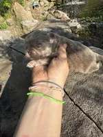 AKC Ace, a male Pekingese for sale in Cumming, GA – Photo 2 of 3