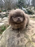 AKC Piper, a female Pekingese for sale in Cumming, GA – Photo 2 of 5