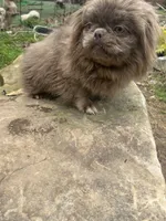 AKC Piper, a female Pekingese for sale in Cumming, GA – Photo 3 of 5