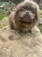 AKC Piper, a female Pekingese for sale in Cumming, GA – Photo 1 of 5