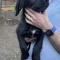 Midnight , a female Labradoodle for sale in Cumming, GA – Photo 2 of 3