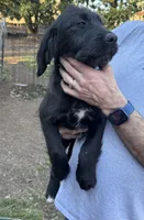 Midnight , a female Labradoodle for sale in Cumming, GA – Photo 2 of 3