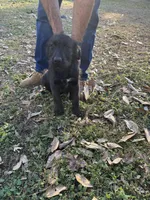 Midnight , a female Labradoodle for sale in Cumming, GA – Photo 1 of 3