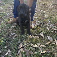 Midnight , a female Labradoodle for sale in Cumming, GA – Photo 3 of 3