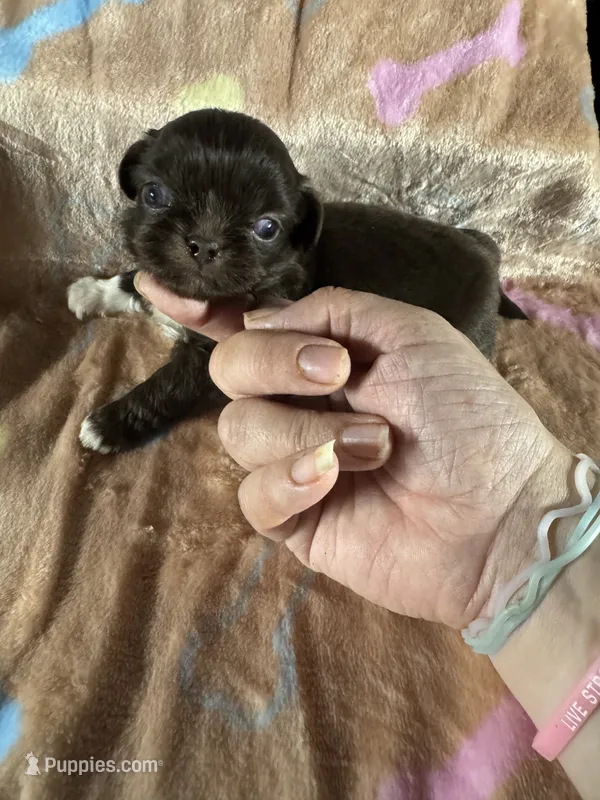 AKC Rose – Pekingese puppy for sale in Cumming, GA