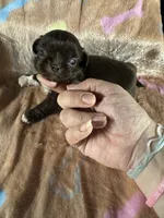 AKC Rose, a female Pekingese for sale in Cumming, GA – 1 of 3