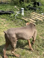 AKC Kujo, a male Doberman Pinscher for sale in Cumming, GA – Photo 4 of 4