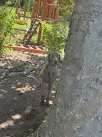 AKC Kujo, a male Doberman Pinscher for sale in Cumming, GA – Photo 2 of 4