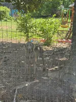 AKC Kujo, a male Doberman Pinscher for sale in Cumming, GA – Photo 3 of 4