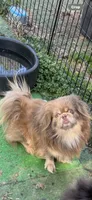 AKC April, a female Pekingese for sale in Cumming, GA – 6 of 7