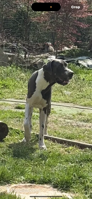 AKC Zeus – Great Dane puppy for sale in Cumming, GA