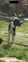 AKC Zeus, a male Great Dane for sale in Cumming, GA – 1 of 4