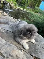 AKC Ice, a male Pekingese for sale in Cumming, GA – Photo 2 of 3