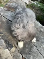 AKC Ice, a male Pekingese for sale in Cumming, GA – Photo 3 of 3