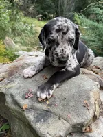 AKC Merlin sold, a male Great Dane for sale in Cumming, GA – Photo 2 of 3