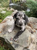 AKC Merlin sold, a male Great Dane for sale in Cumming, GA – Photo 3 of 3