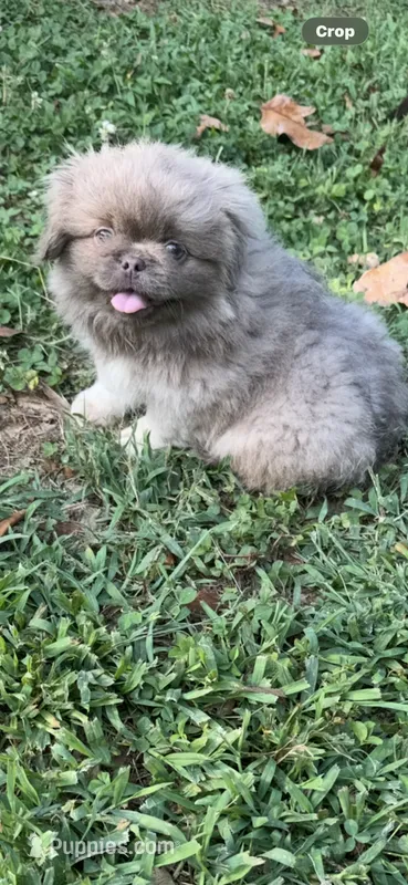 AKC April – Pekingese puppy for sale in Cumming, GA