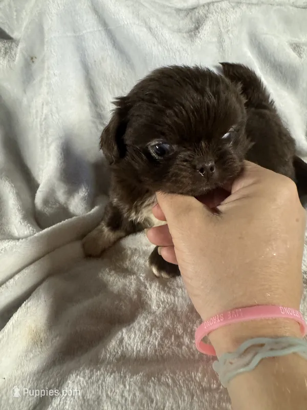 AKC Rose – Pekingese puppy for sale in Cumming, GA