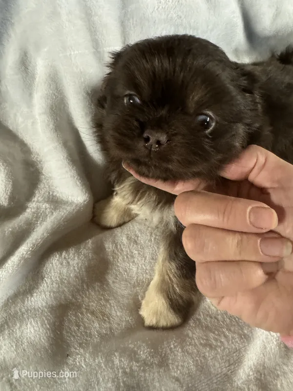 AKC Jade – Pekingese puppy on hold in Cumming, GA