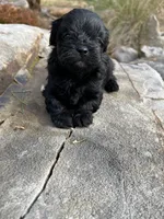 Jet, a female Peekapoo for sale in Cumming, GA – Photo 1 of 4