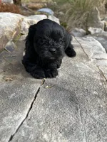 Jet, a female Peekapoo for sale in Cumming, GA – Photo 2 of 4