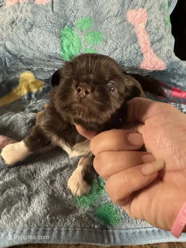 AKC Jade – Pekingese puppy for sale in Cumming, GA