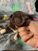 AKC Jade, a male Pekingese for sale in Cumming, GA – 1 of 3