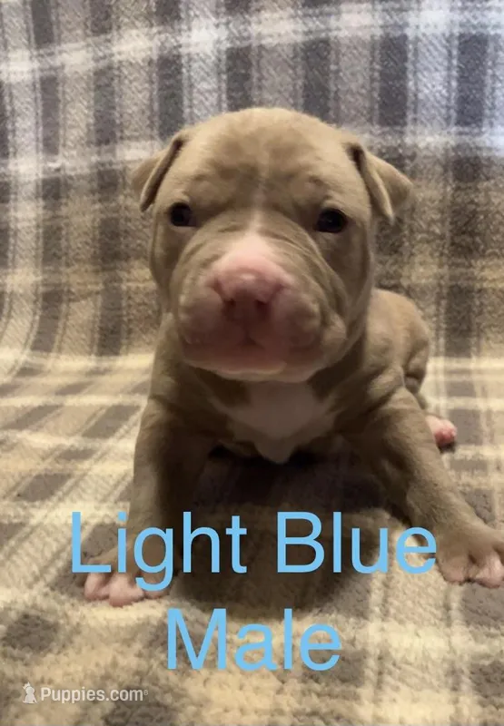 Light Blue Male – American Pit Bull Terrier puppy for sale in Rocky Ford, CO