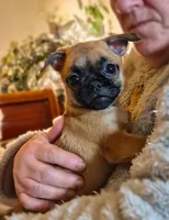 Mae, a female Chug for sale in Port Huron, MI – Photo 1 of 10