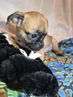 Mae, a female Chug for sale in Port Huron, MI – Photo 3 of 10